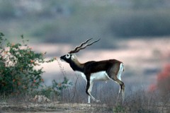 BLACKBUCK