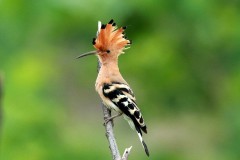 Hoopoe