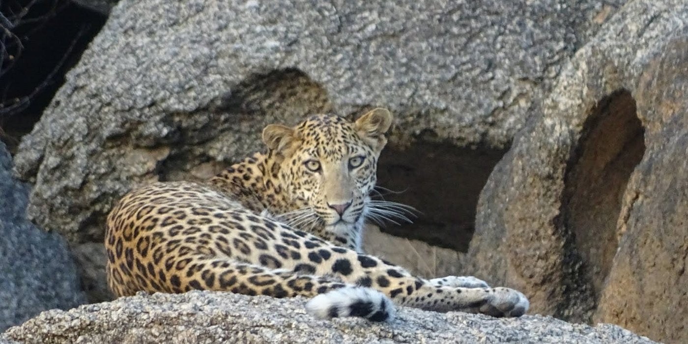 Wilderness tour for Jawai India