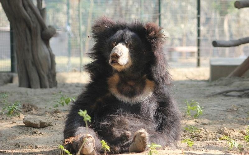 Wildlife SOS Agra Bear Rescue Facility - Prestravels India