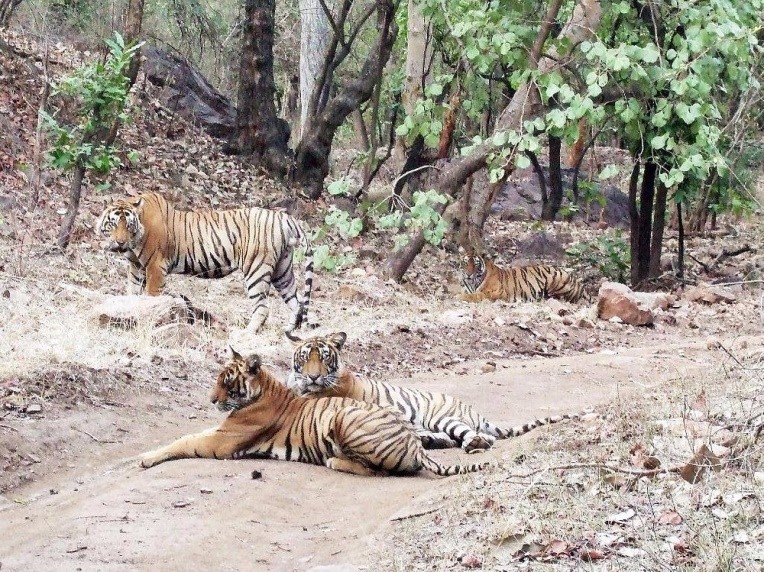 Tour to Ranthambore Wildlife Park and Jaipur for 4 Nights / 5 Days