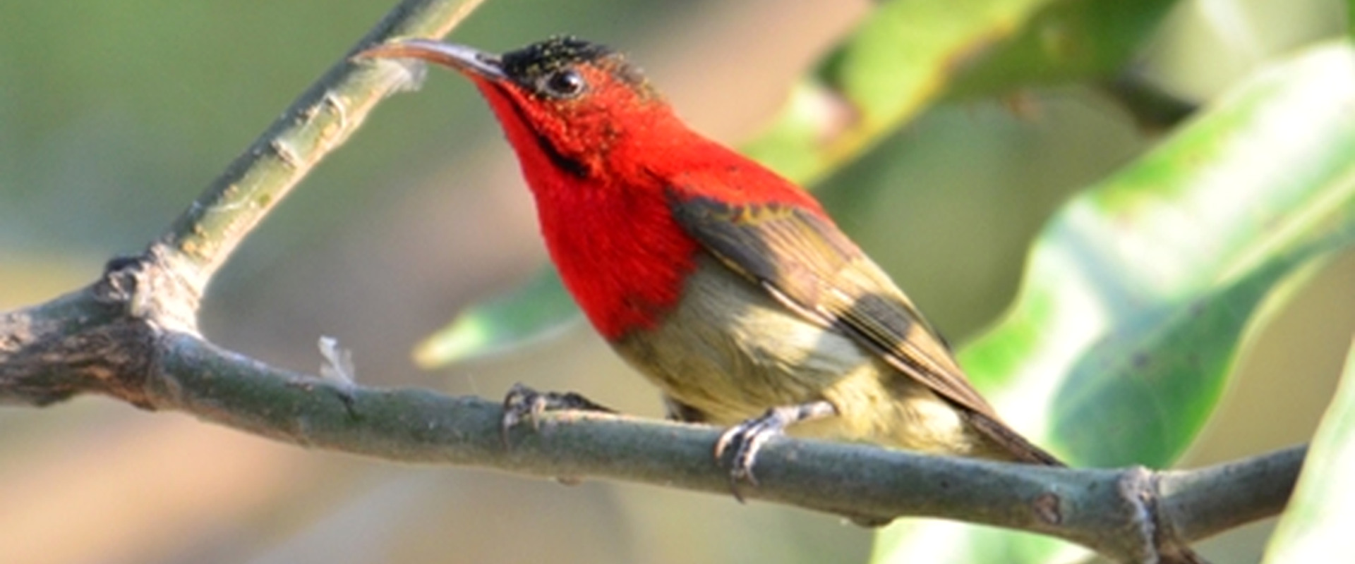 Rajaji National Park Bird