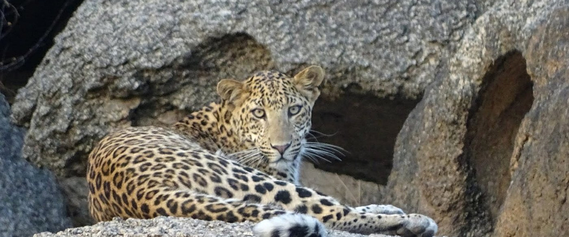 Leopard Safari Jawai